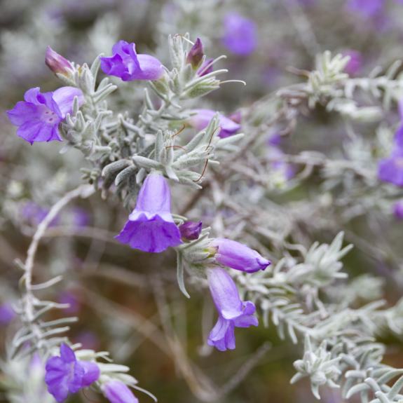 Australian Native Shrubs Native Shrubs for Sale Melbourne